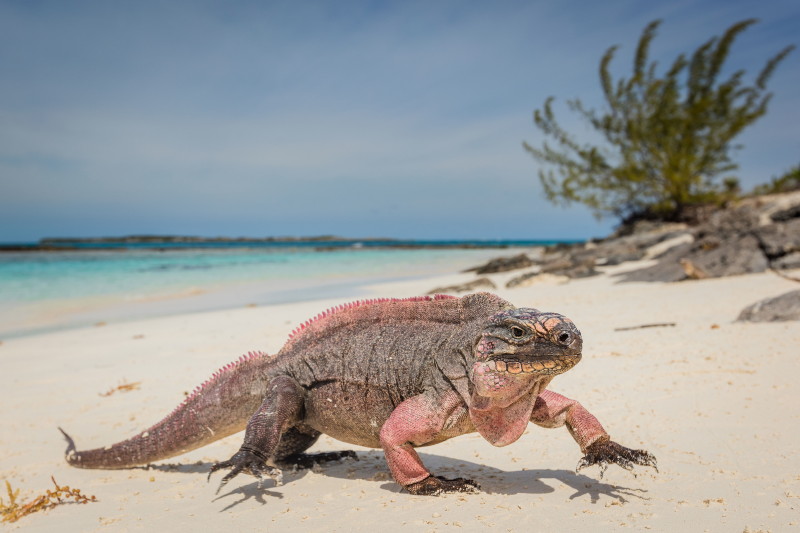 13 Bahamas, Great Exuma.jpg